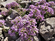 46 Erba storna rotundifolia (Thlaspi rotundifolium L.) 